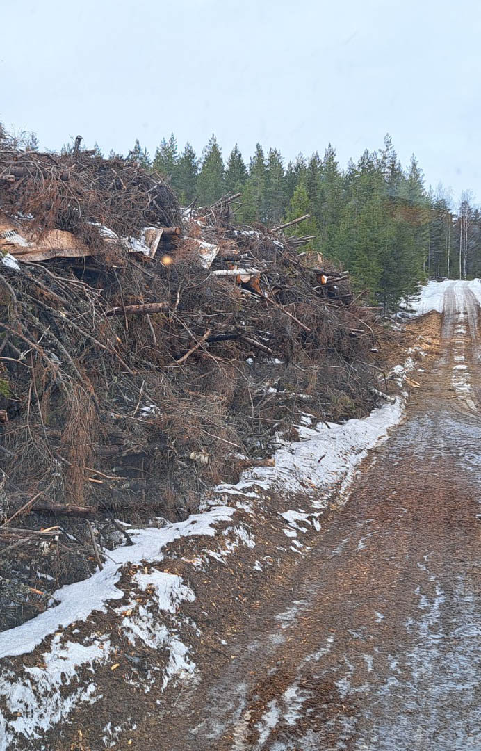 Energiapuuta tien vieressä